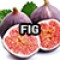 FIG-изображение_продукт