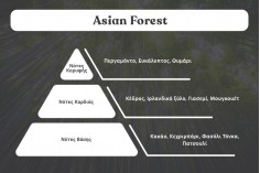 Asian Forest kokulu soya mumu (110gr)