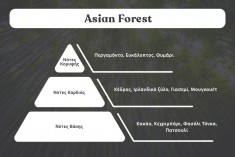 Ароматно масло за свещи  100 мл  Asian Forest