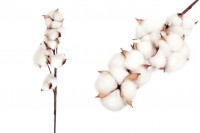 Декоративни клонки с памучни цветя