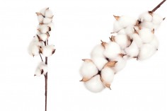 Dekoratif dal - pamuk çiçeği