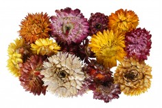Lule dekorative të thata - 10 g
