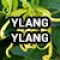 16-2883-4 (Ylan Ylang)