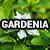 16-2883-7 (Gardenia) 
