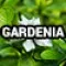 16-2883-7 (Gardenia)