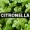 Citonella