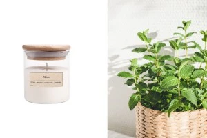 Ароматна свещ Мента 110 гр с восъчен (памучен) фитил -изображение_продукт